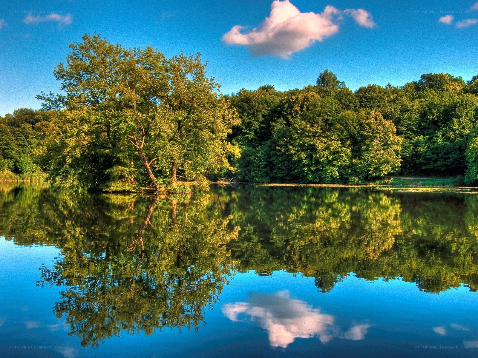 Forest lake with tree reflection