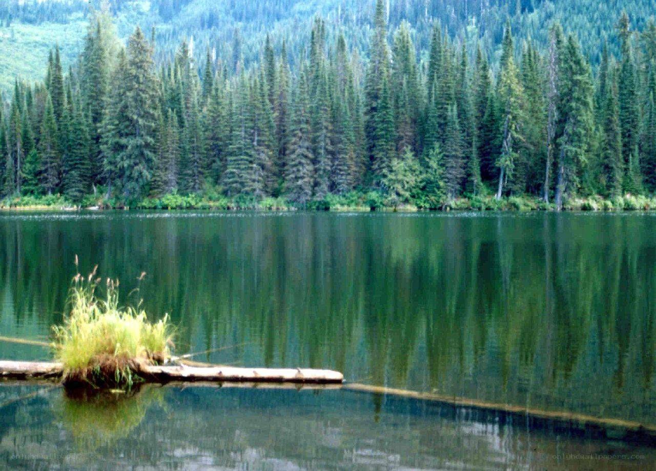 Forest lake with tree reflection