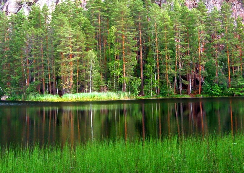 Forest lake with tree reflection