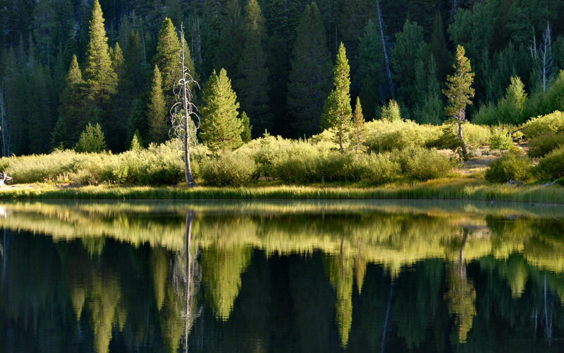 Forest lake with tree reflection