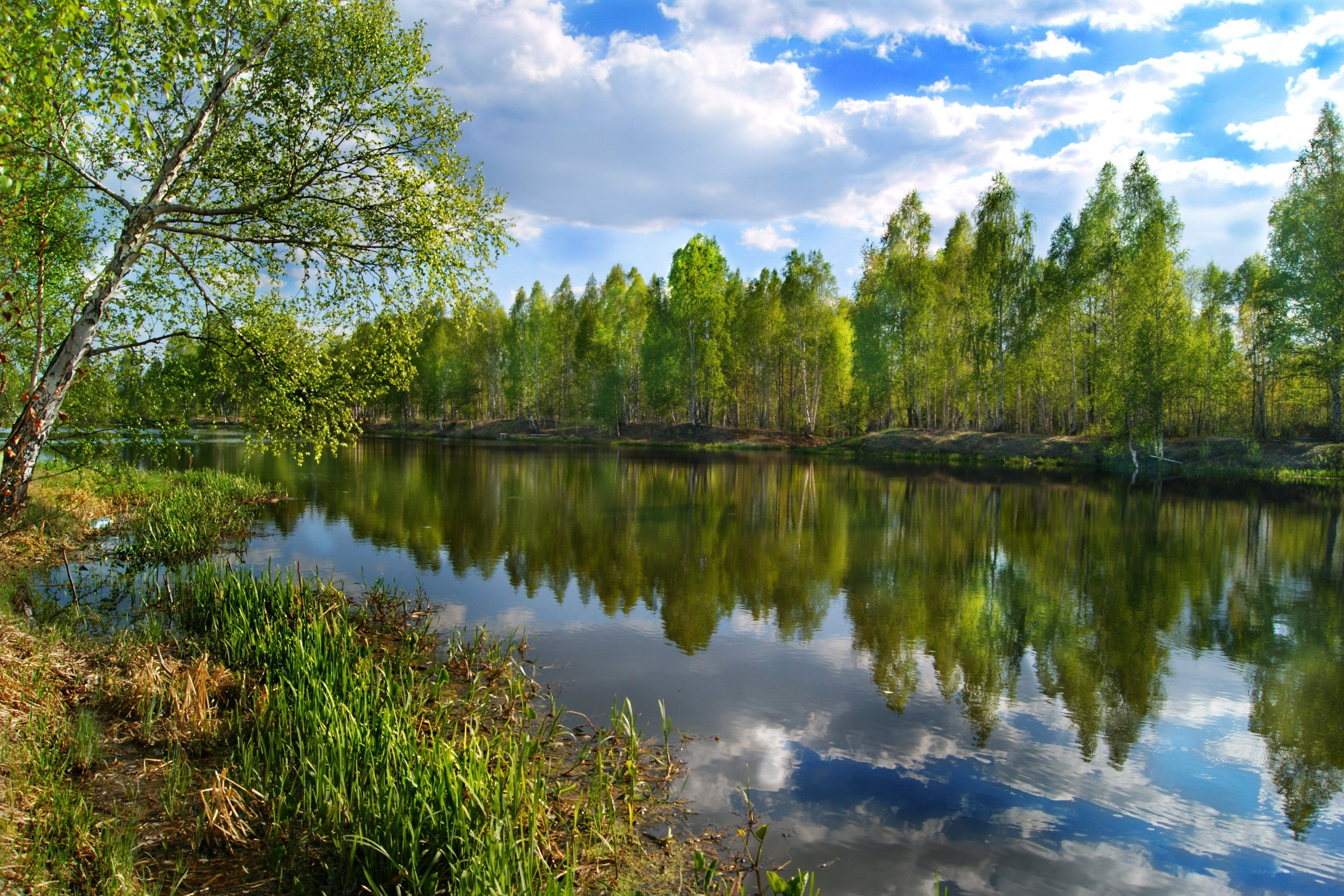 Forest lake with tree reflections