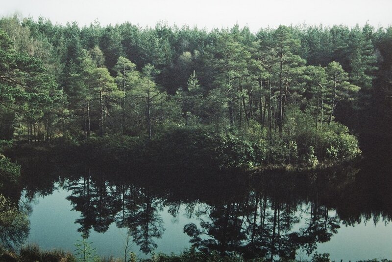 Forest lake with tree reflections