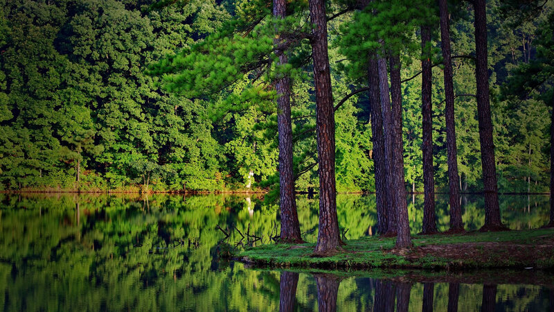 Forest lake with tree reflections