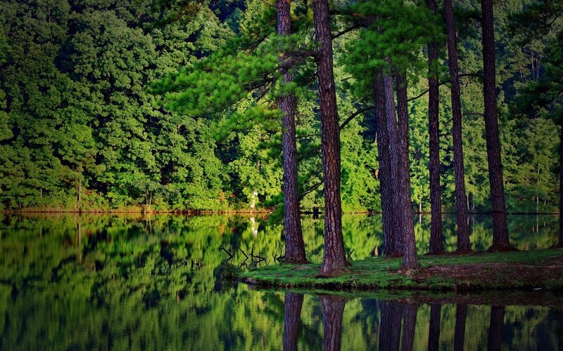 Forest lake with tree reflections