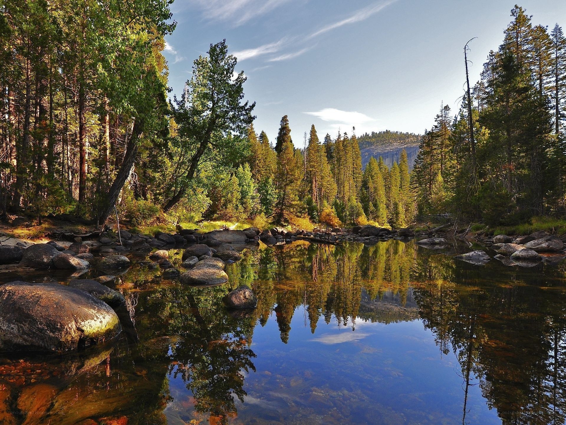 Forest lake with tree reflections