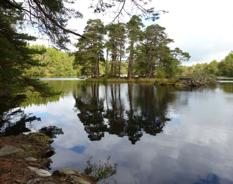 Forest lake with tree reflections