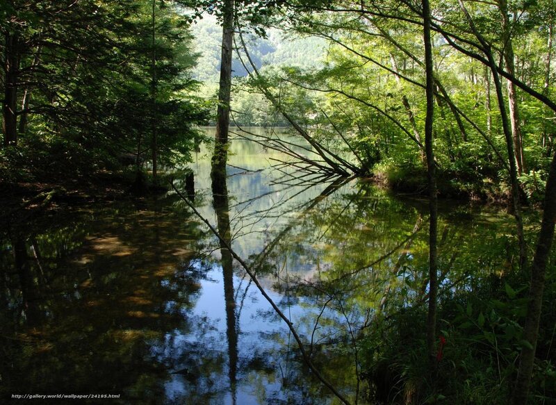 Forest lake with tree reflections
