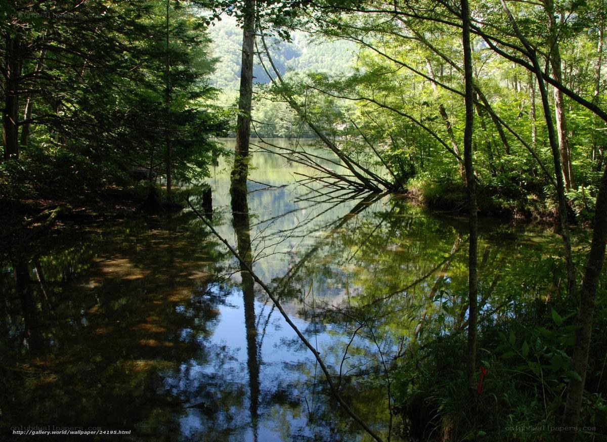 Forest lake with tree reflections