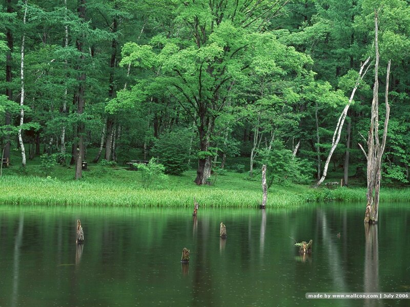 Forest lake with tree stumps