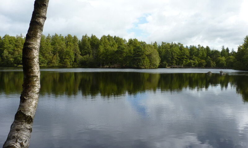 Forest lake with tree trunk