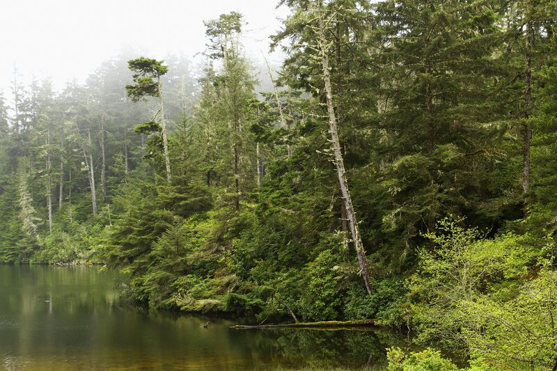 Forest Lake with Trees — Green, Misty