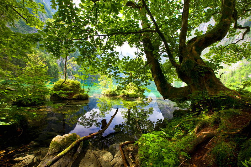Forest Lake with Trees — Green, Serene, Afternoon