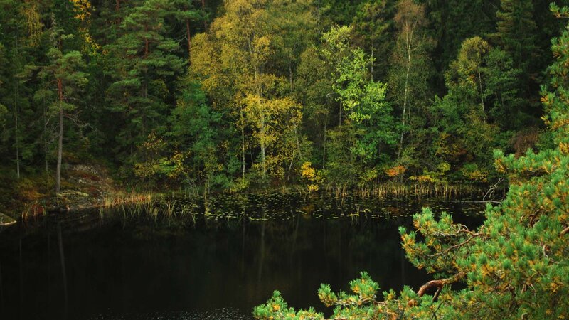 Forest Lake with Trees — Green, Serene, Autumn