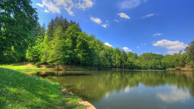 Forest Lake with Trees — Green, Serene