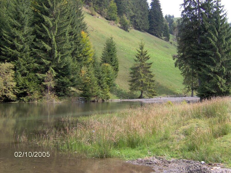 Forest Lake with Trees