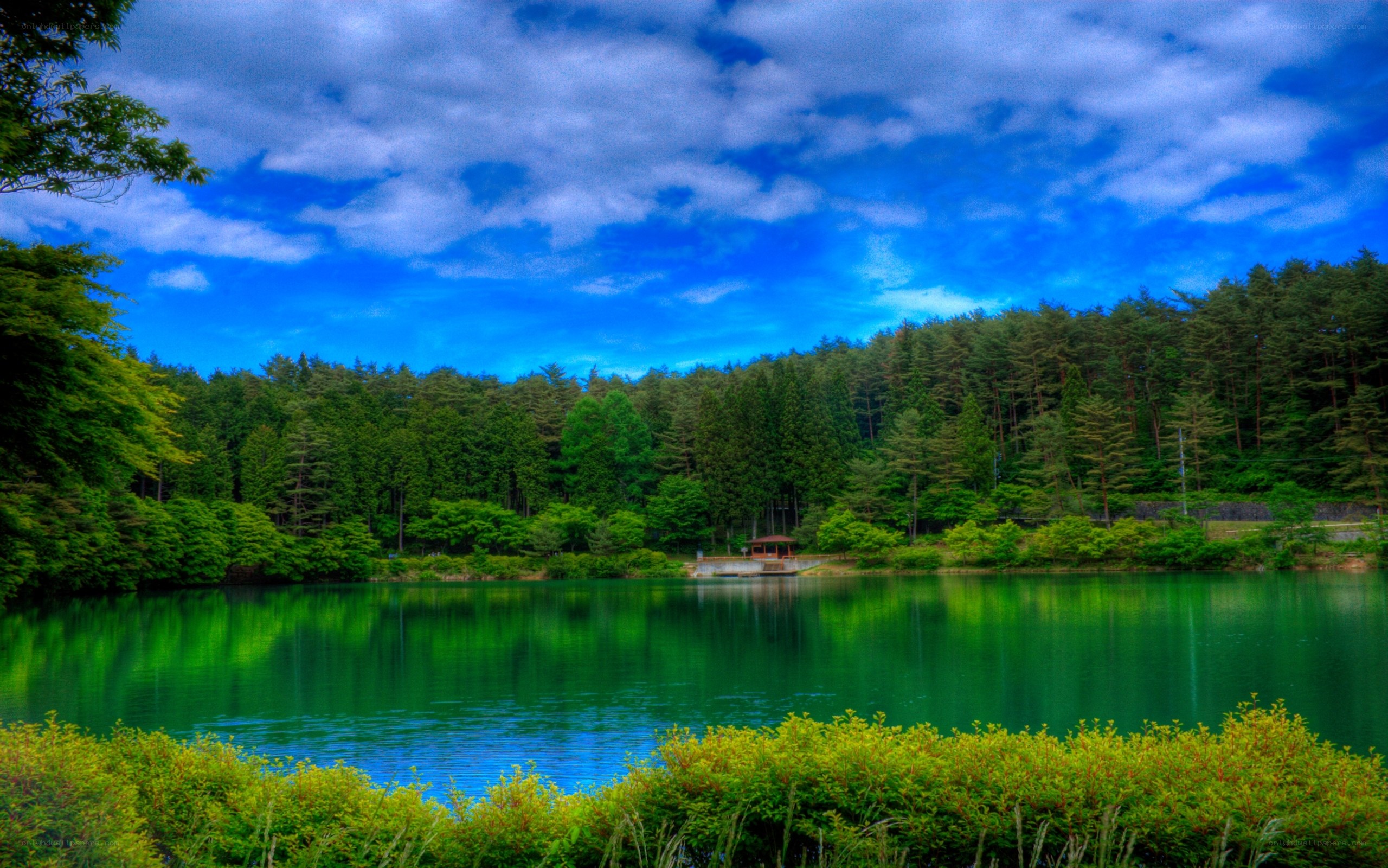Forest lake with vibrant green water