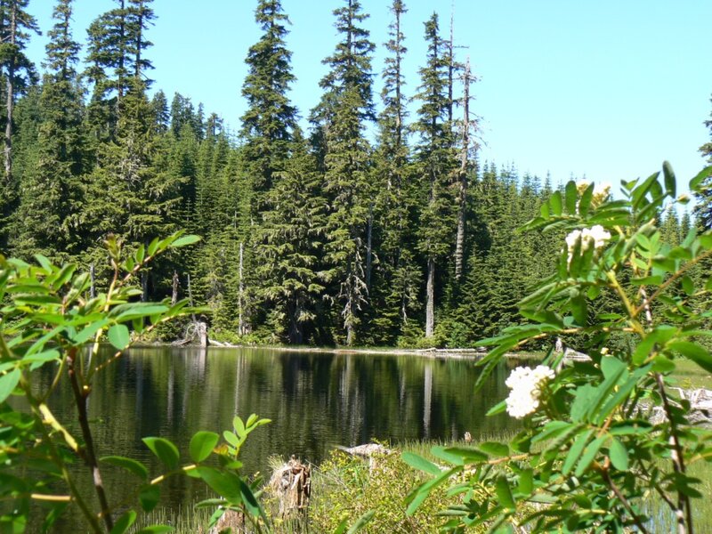 Forest Lake with White Flowers