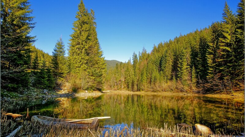 Forest lake with wooden boat