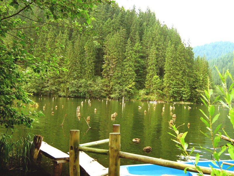 Forest lake with wooden dock