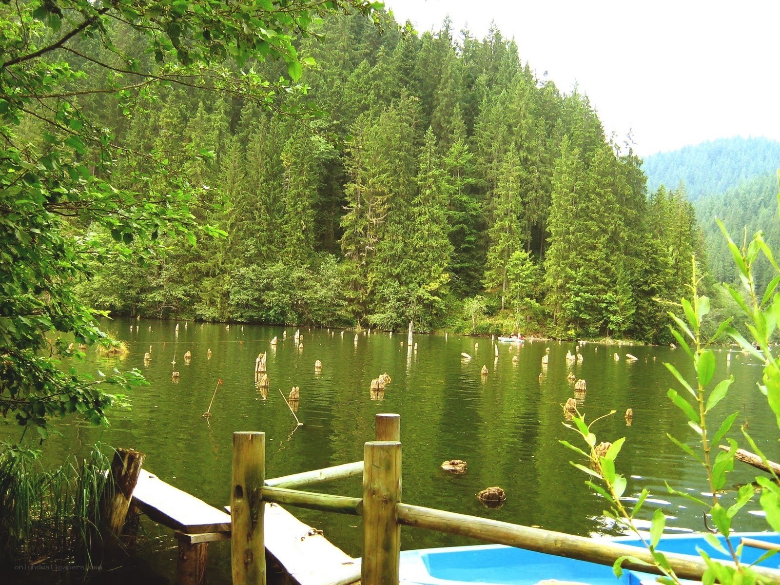 Forest lake with wooden dock