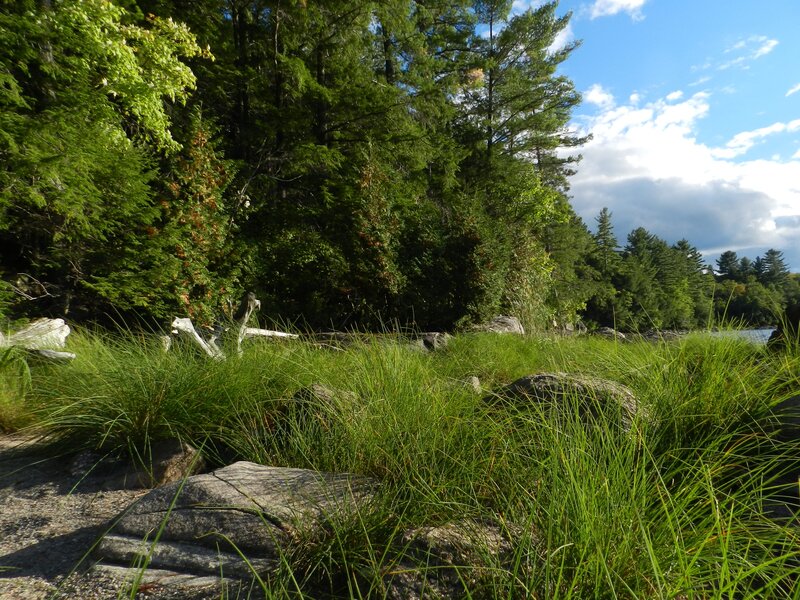 Forest lakeside with tall grass