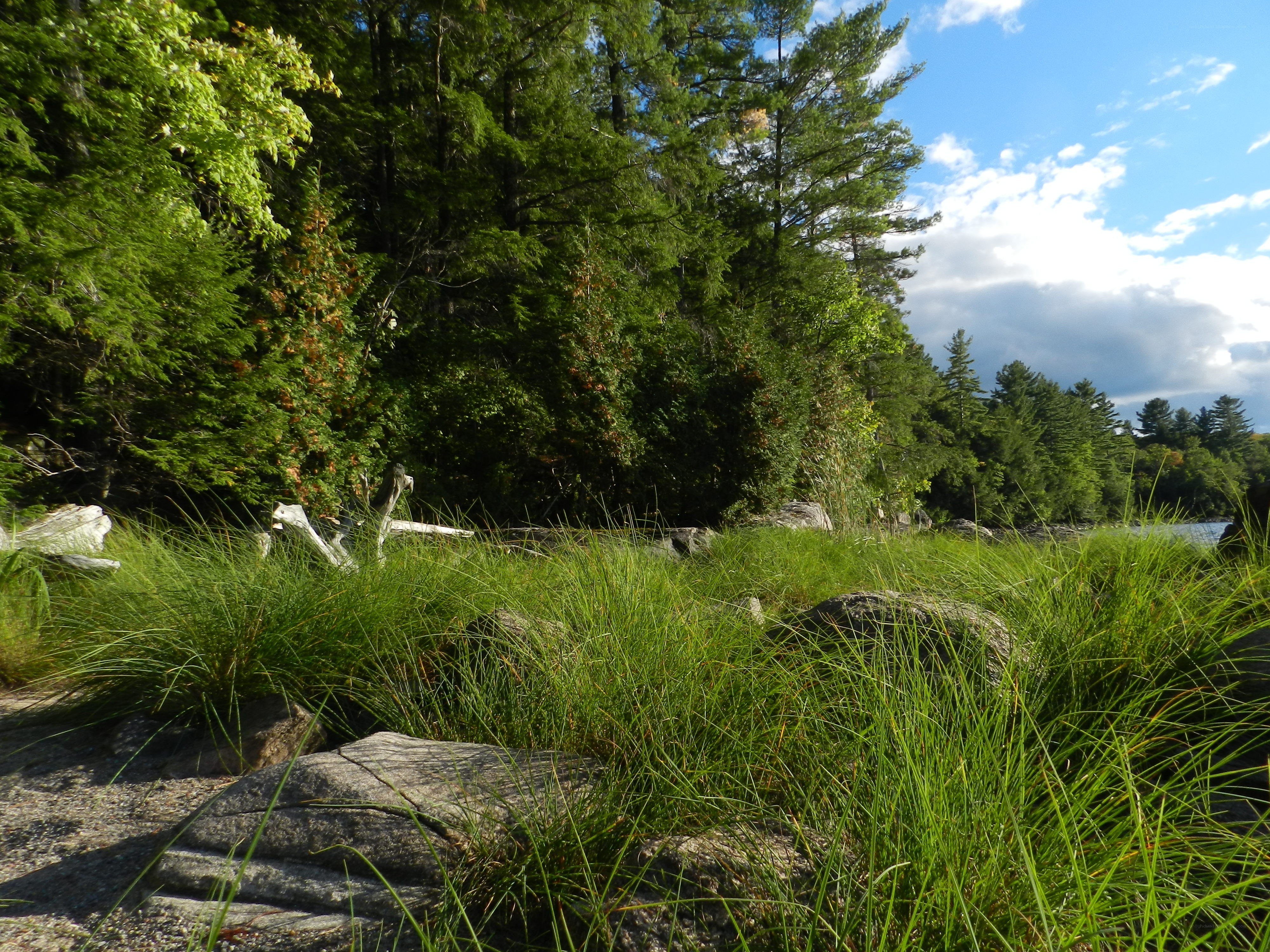 Forest lakeside with tall grass