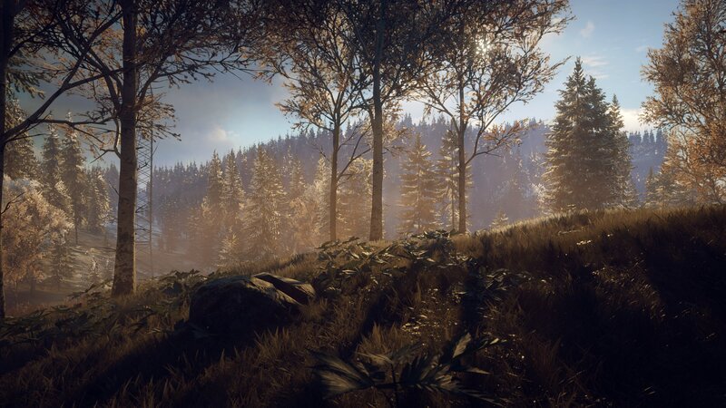 Forest Landscape at Sunrise — Brown