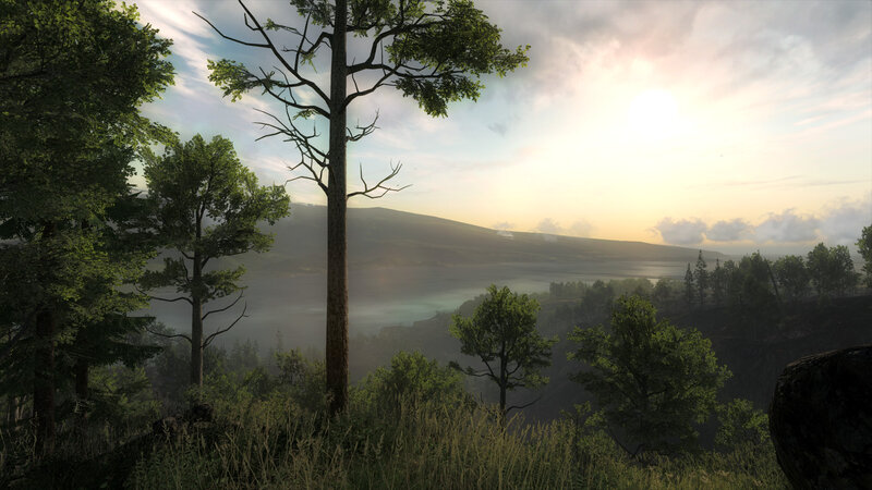 Forest Landscape at Sunrise