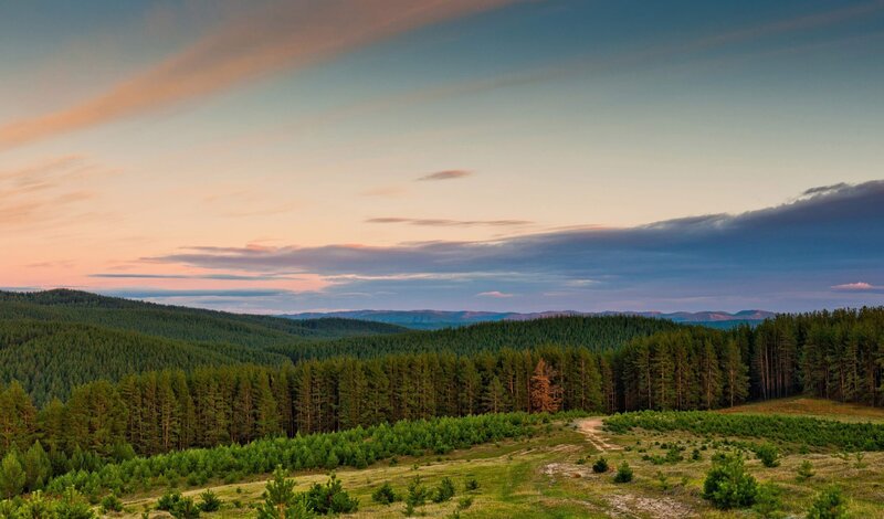 Forest landscape at sunset
