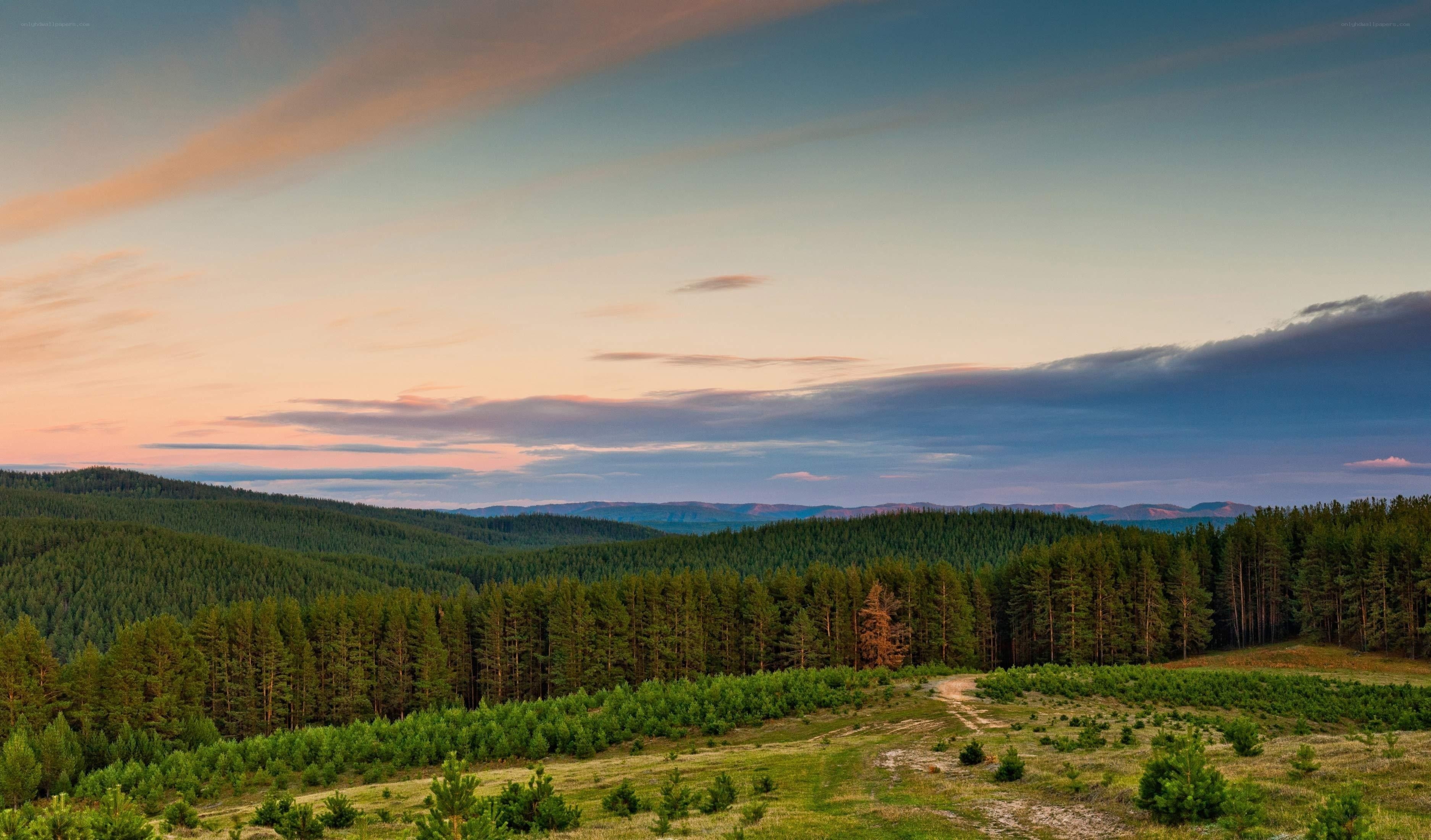 Forest landscape at sunset