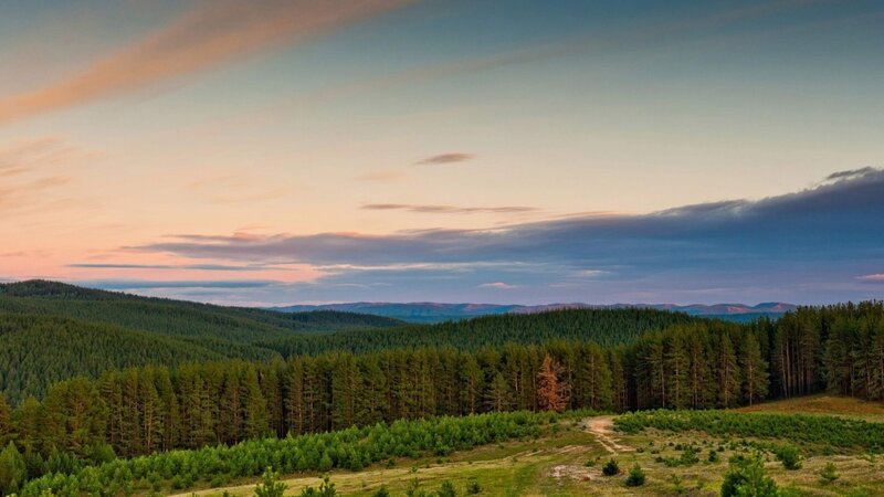 Forest landscape at sunset