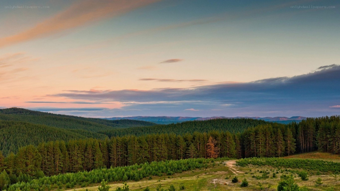 Forest landscape at sunset