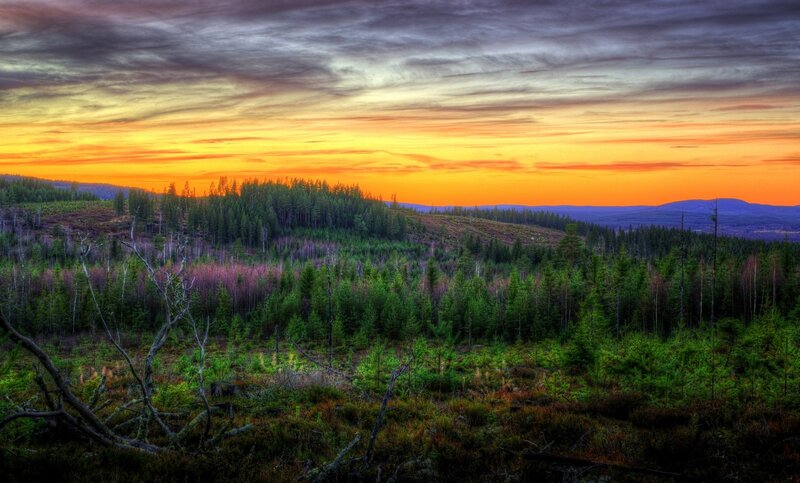 Forest Landscape at Sunset — Orange