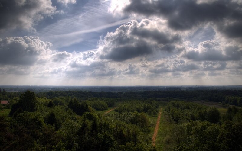 Forest Landscape under Cloudy Sky