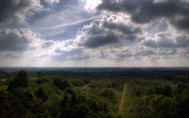 Forest Landscape View