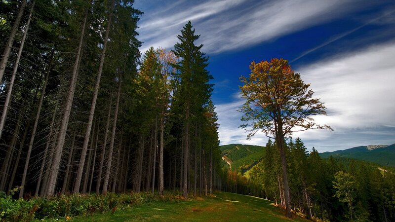 Forest landscape with autumn trees