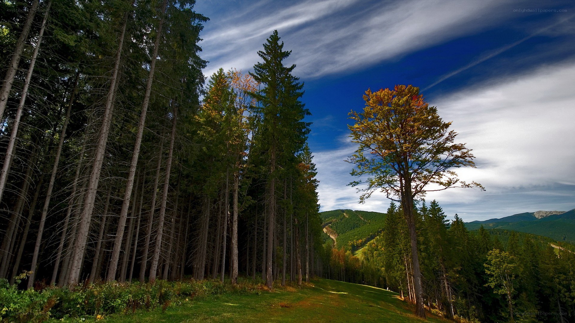 Forest landscape with autumn trees