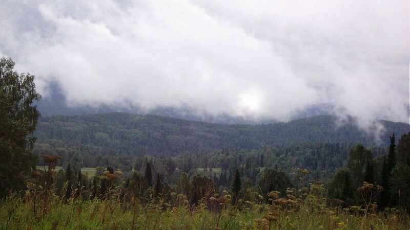 Forest landscape with clouds
