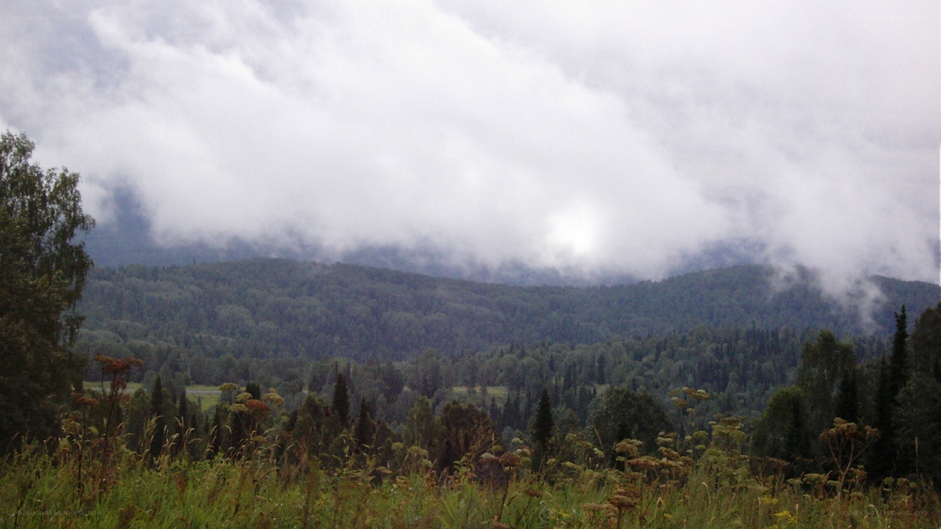 Forest landscape with clouds