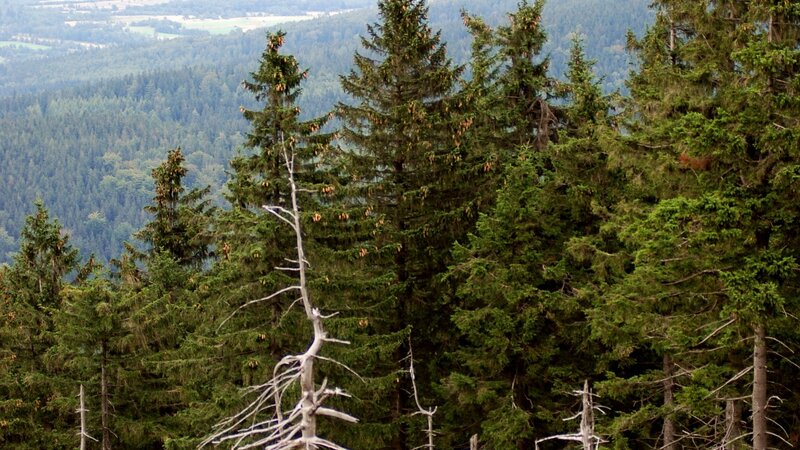 Forest landscape with dead tree