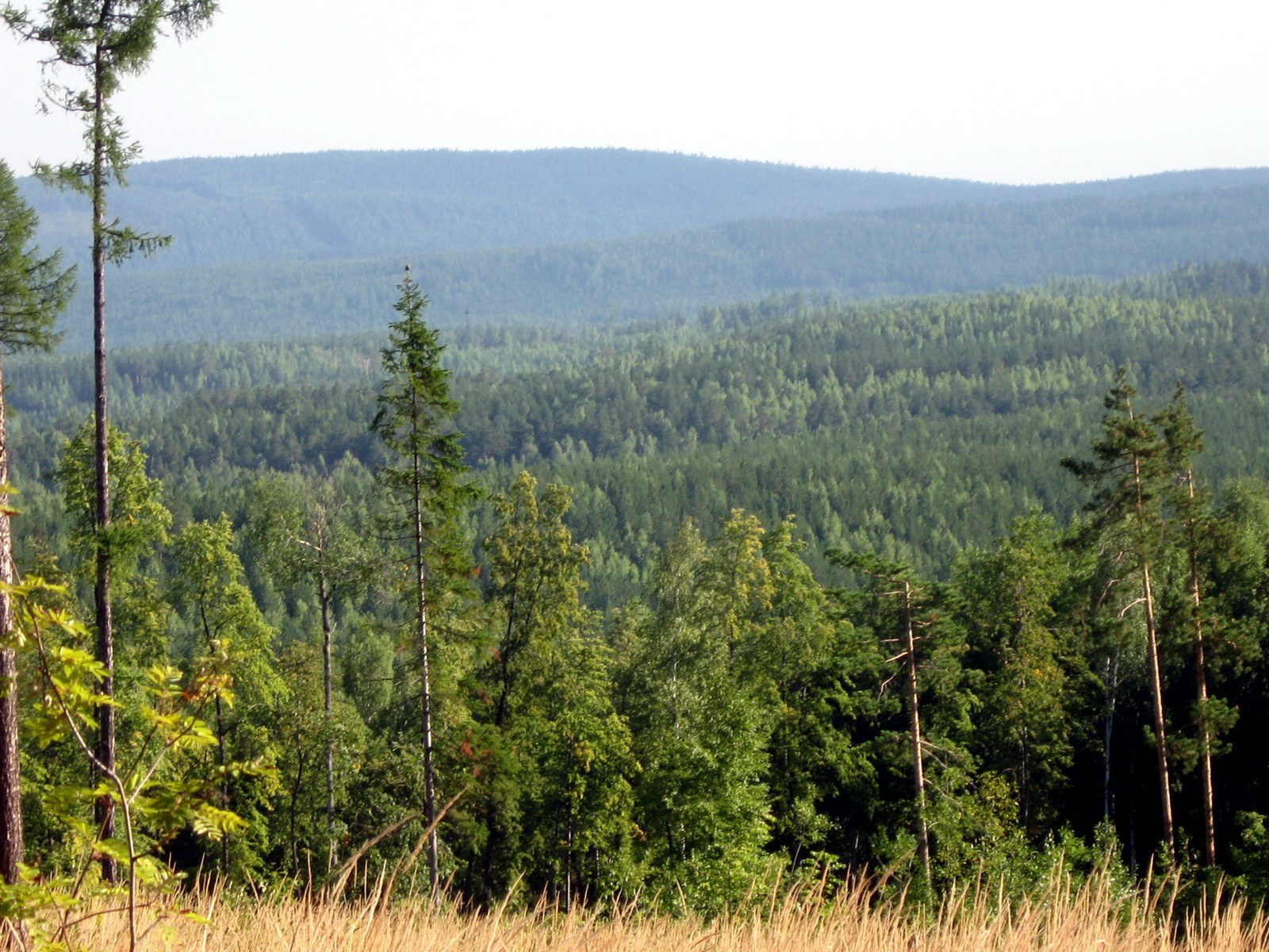 Forest landscape with hills