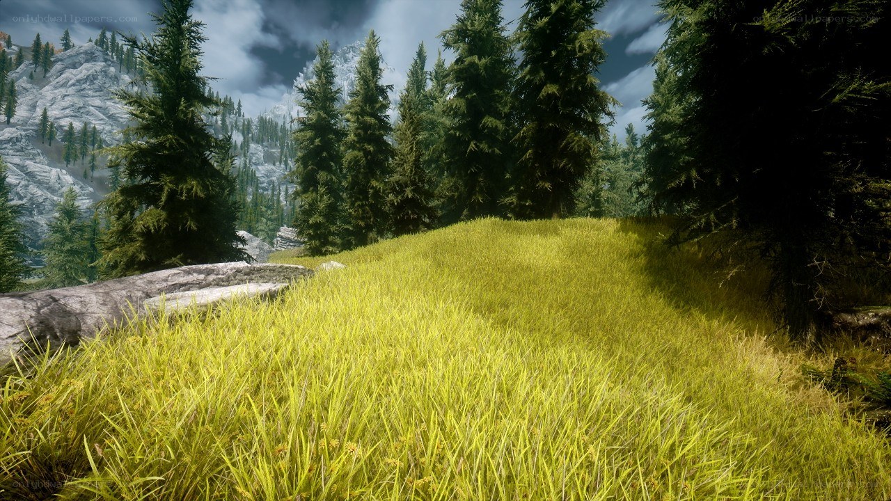 forest landscape with mountains