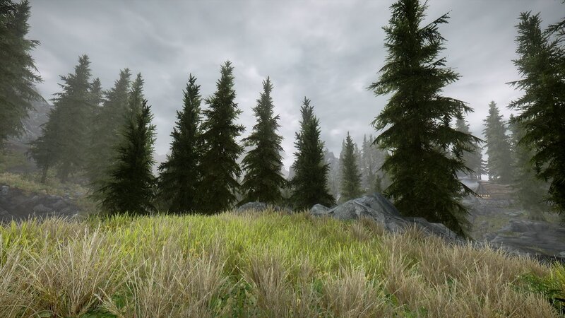 forest landscape with pine trees