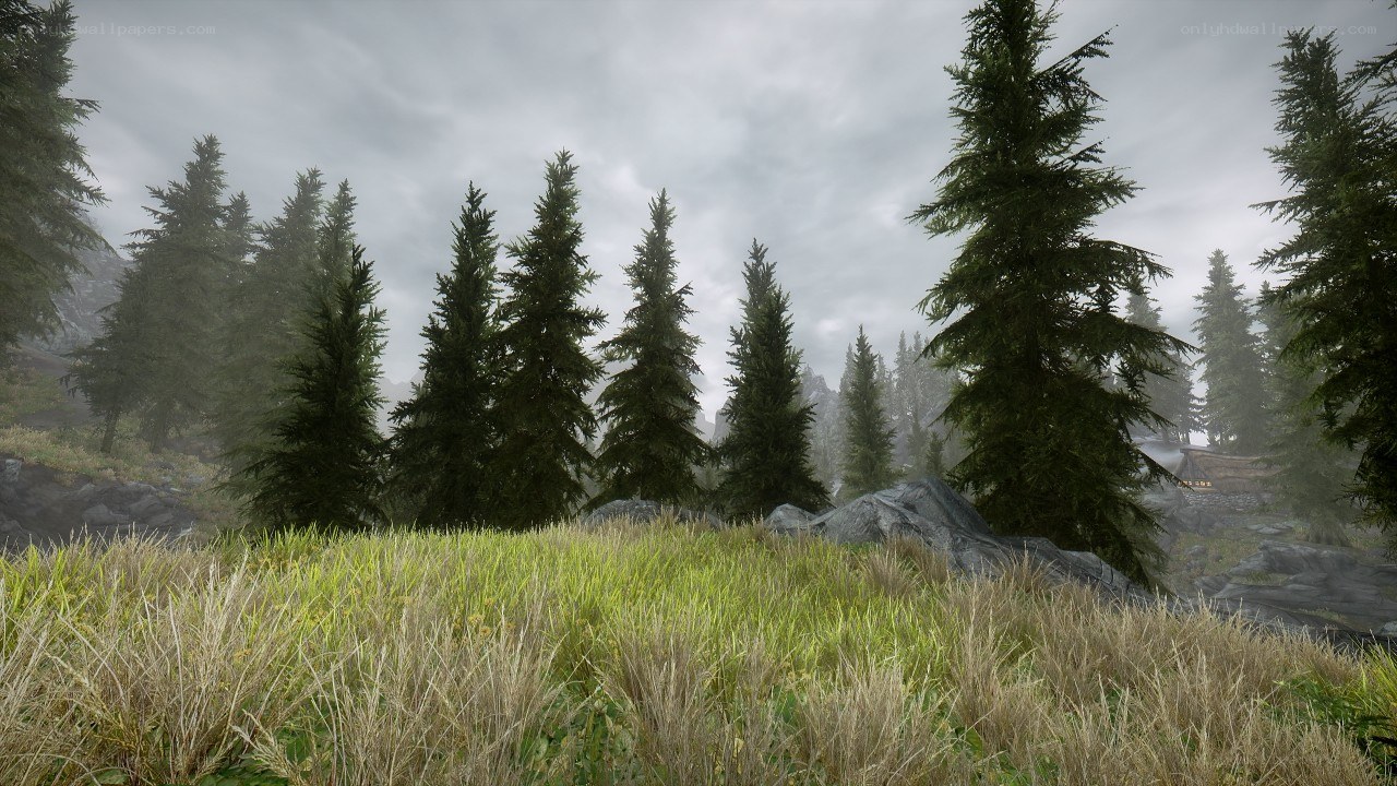 forest landscape with pine trees