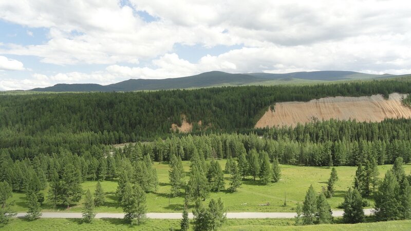 Forest landscape with road
