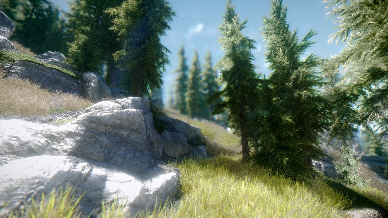 forest landscape with rocks