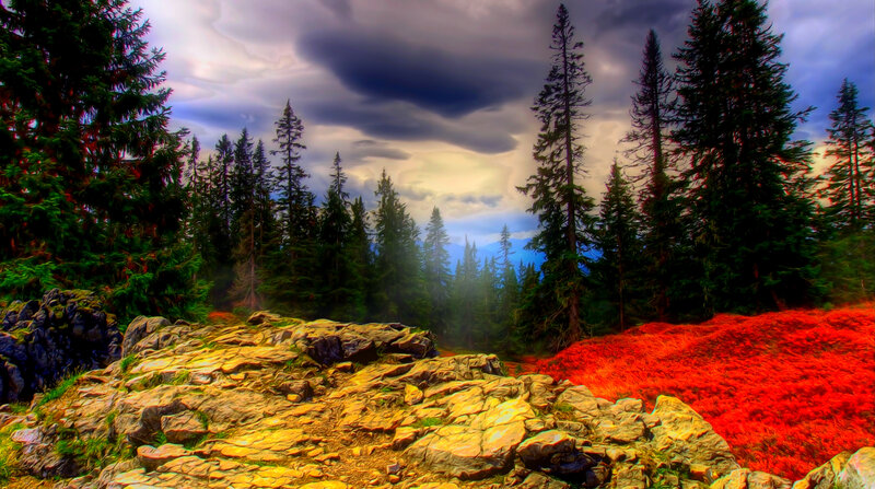 Forest Landscape with Rocks — Green