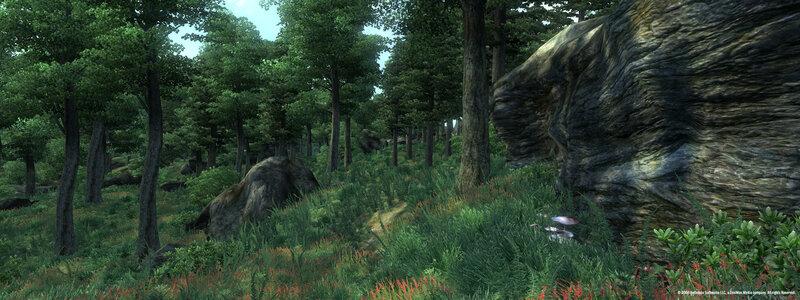 forest landscape with rocks