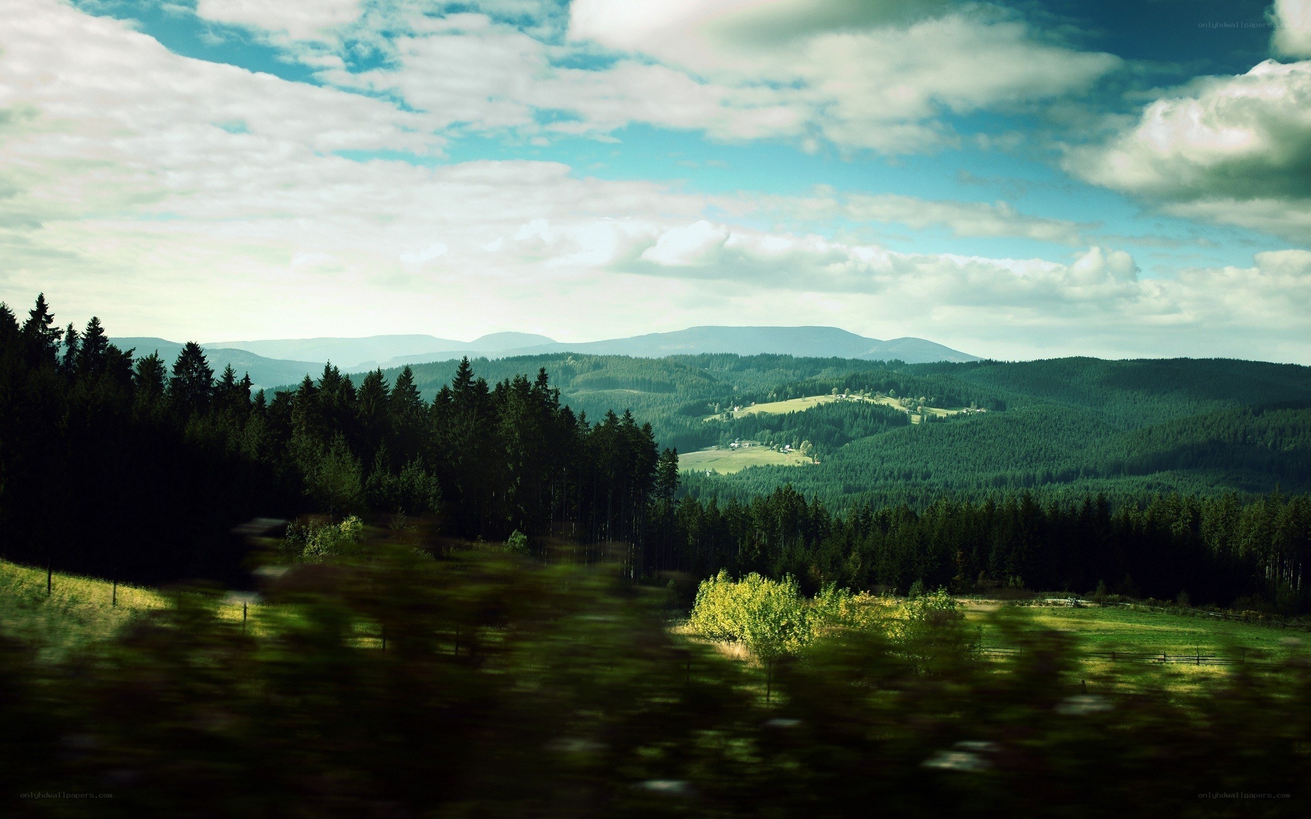 Forest landscape with rolling hills