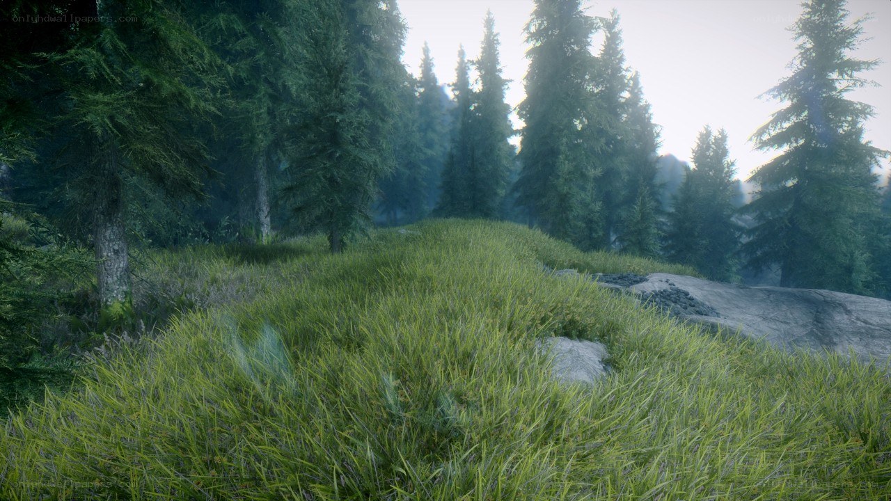 Forest landscape with tall trees
